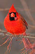 Cardinal rouge