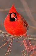 Cardinal rouge