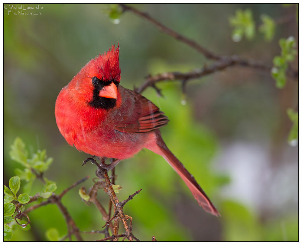 Cardinal rouge mâle adulte