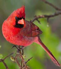 Cardinal rouge