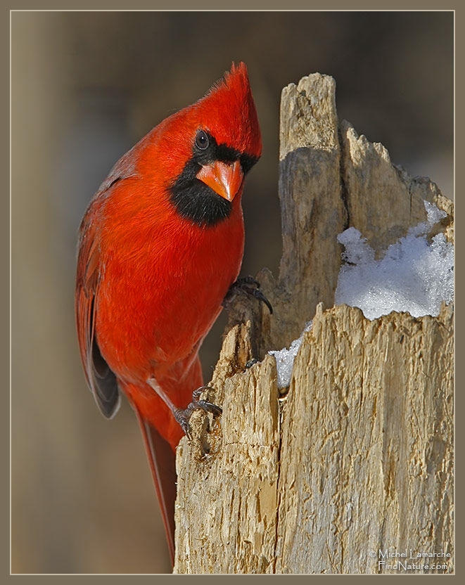 Northern Cardinal male adult