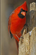 Cardinal rouge