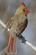 Northern Cardinal