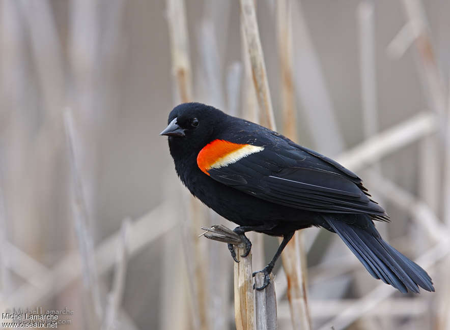 Red-winged Blackbird male adult, identification