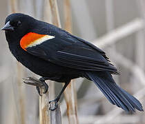 Red-winged Blackbird