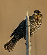 Red-winged Blackbird