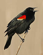 Red-winged Blackbird