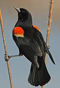 Red-winged Blackbird