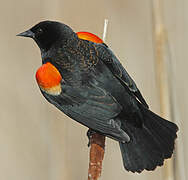 Red-winged Blackbird