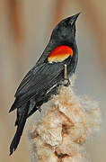 Red-winged Blackbird