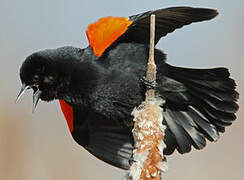 Red-winged Blackbird