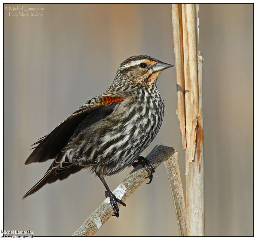 Red-winged Blackbird male immature, identification