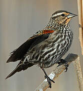 Red-winged Blackbird