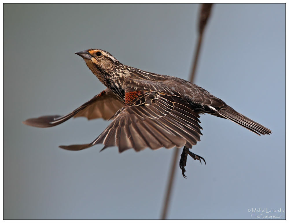 Red-winged Blackbird female, Flight