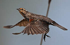 Red-winged Blackbird