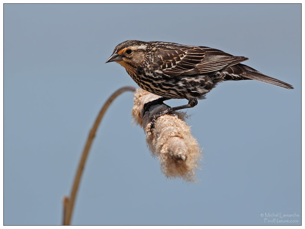 Red-winged Blackbird female