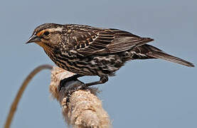 Red-winged Blackbird