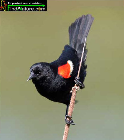 Red-winged Blackbird