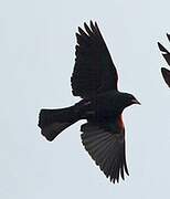 Red-winged Blackbird