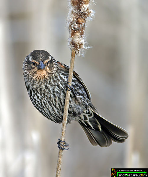 Red-winged Blackbird