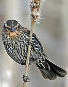 Red-winged Blackbird