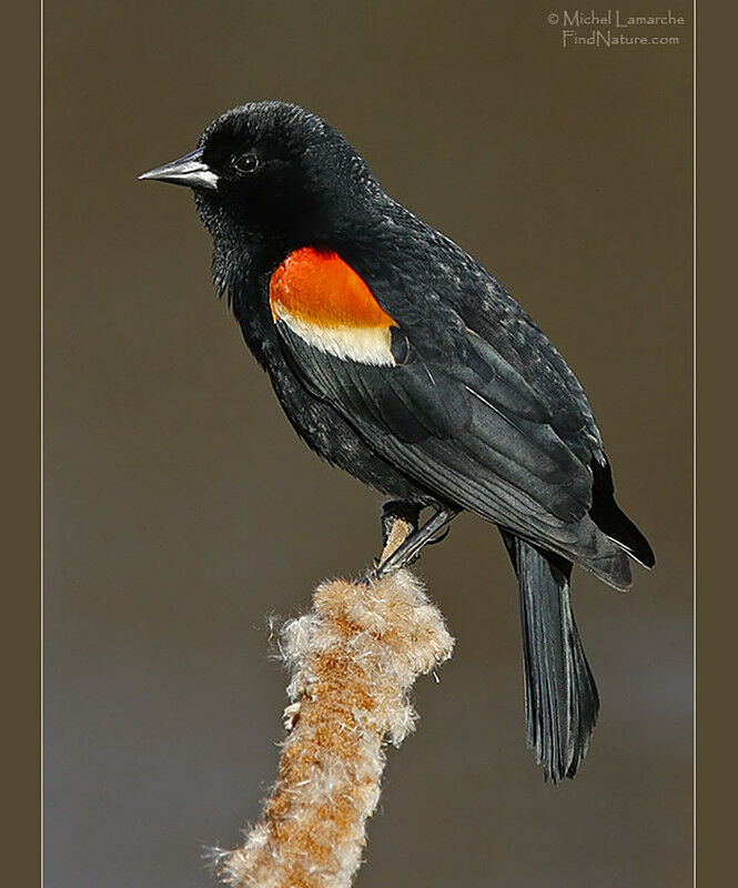 Red-winged Blackbird male adult