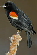 Red-winged Blackbird