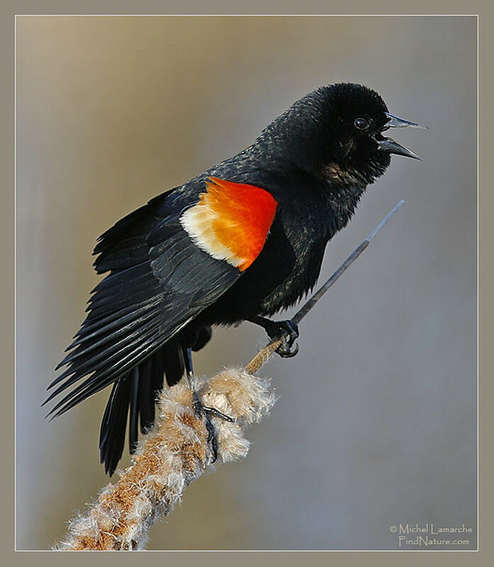 Red-winged Blackbird male adult