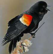 Red-winged Blackbird