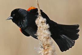 Red-winged Blackbird