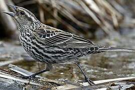 Red-winged Blackbird