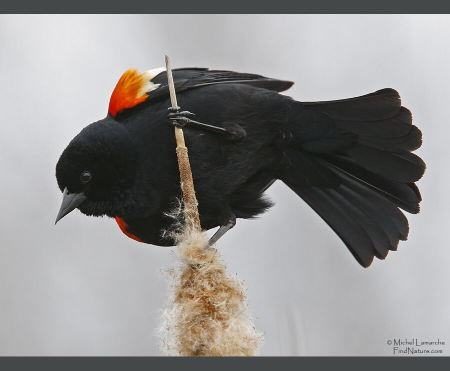 Red-winged Blackbird male adult