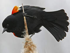 Red-winged Blackbird