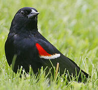 Red-winged Blackbird