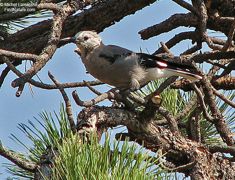 Clark's Nutcracker