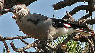 Clark's Nutcracker