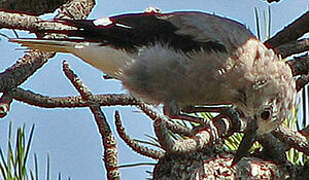 Clark's Nutcracker