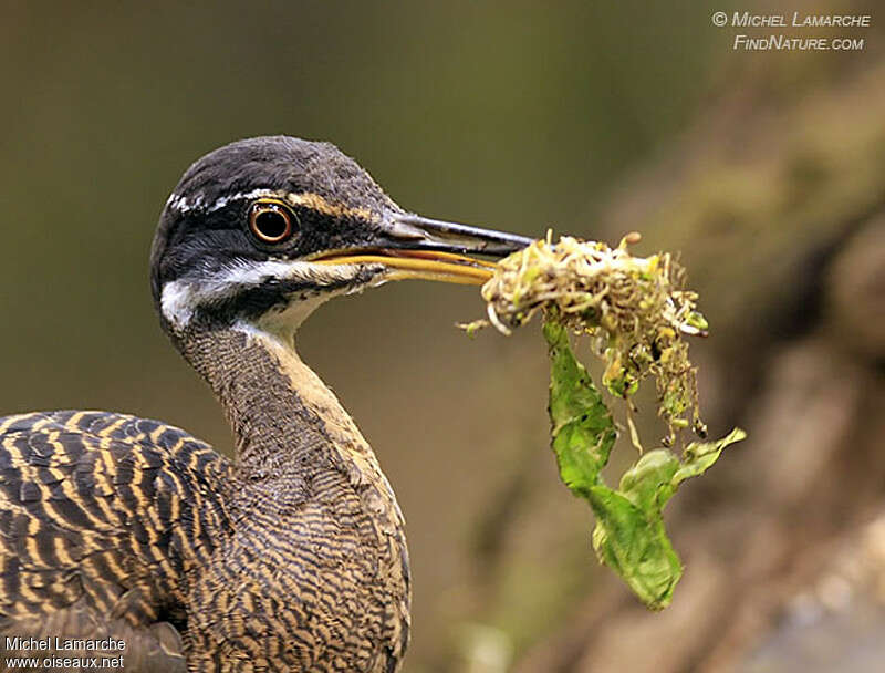 Caurale soleilimmature, portrait