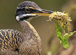 Sunbittern