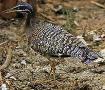 Sunbittern