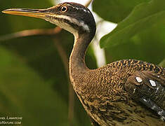 Sunbittern