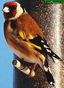 European Goldfinch