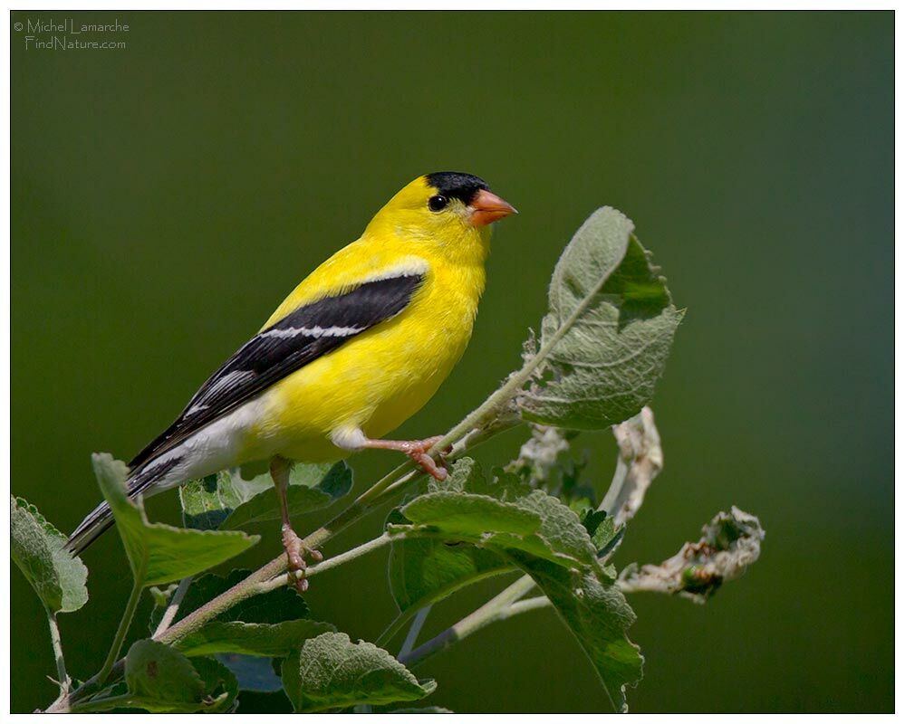 American Goldfinch male adult breeding