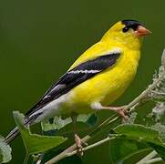 Chardonneret jaune