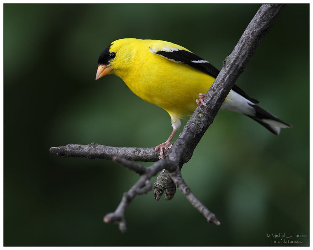 Chardonneret jaune mâle