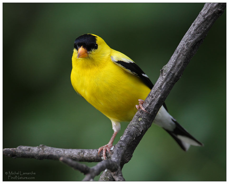 Chardonneret jaune mâle adulte nuptial