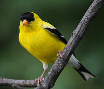 American Goldfinch