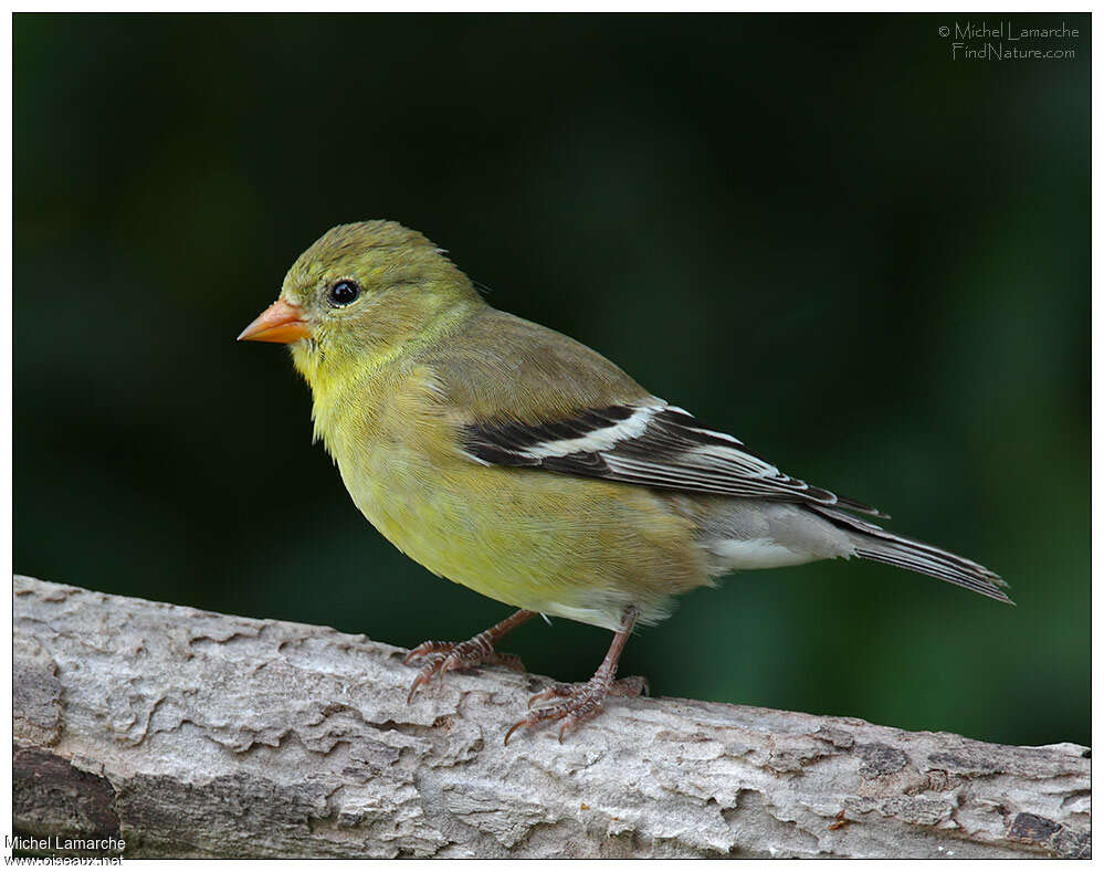 Chardonneret jaune femelle adulte nuptial, identification