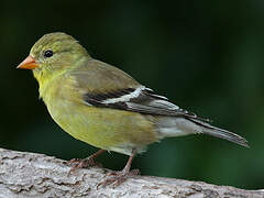 Chardonneret jaune