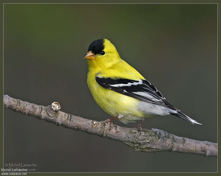 American Goldfinch male adult breeding, identification